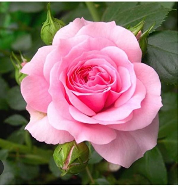 دکتر علی نظری نژاد