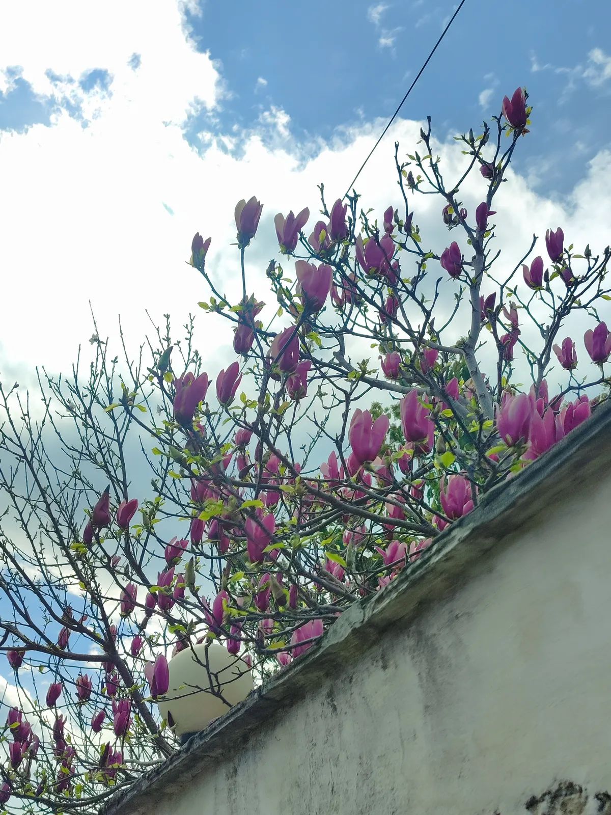 دکتر فاطمه قیصریان نجف آبادی