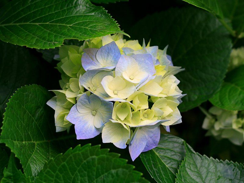 دکتر مهسا کایدی